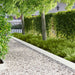 Gazonrand 30 st 100 x 12 cm Staal Wit