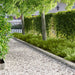 Gazonrand 10 st 100 x 12 cm Staal Zilverkleurig
