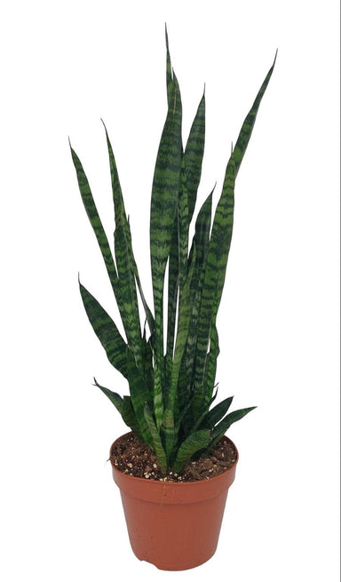 Sansevieria Zeylanica - Ø17Cm - ↕75Cm