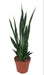 Sansevieria Zeylanica - Ø17Cm - ↕75Cm