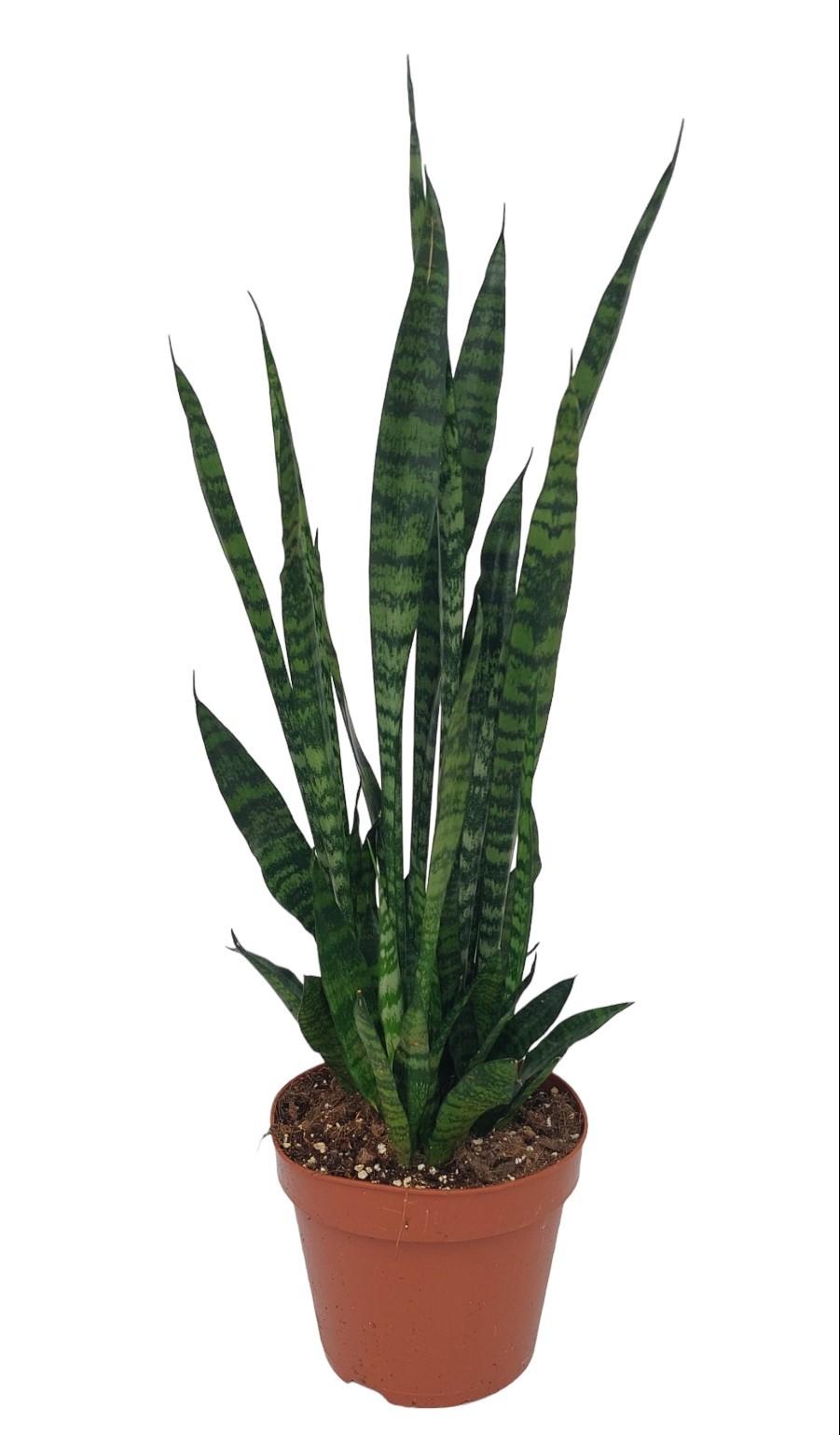 Sansevieria Zeylanica - Ø17Cm - ↕75Cm