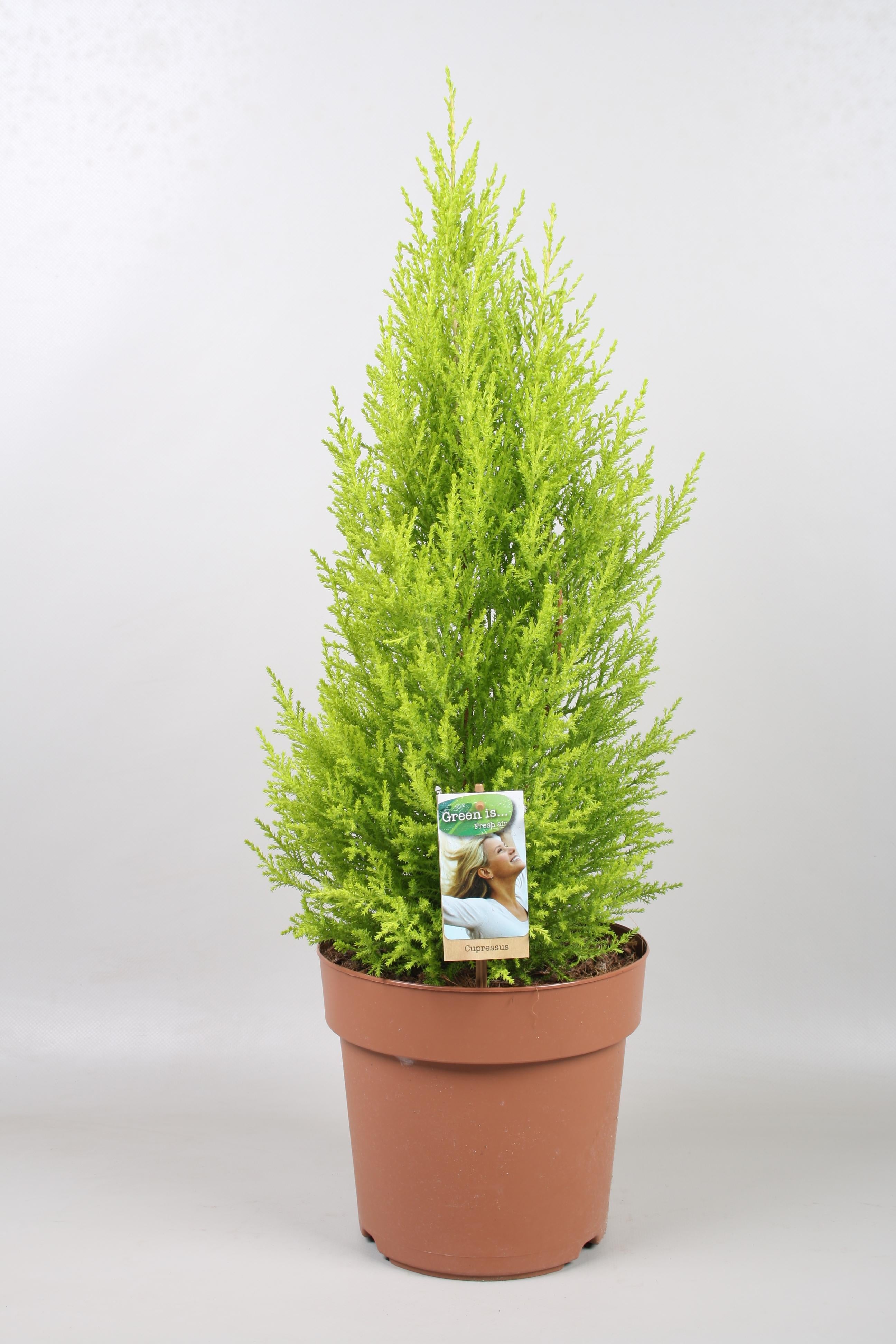 Cupressus Goldcrest Wilma - Ø21Cm - ↕70Cm